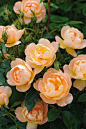 Annuals, perennials, and ornamental grasses make beautiful partners for antique roses.