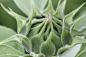 Bud, Sun Flower, Flower, Green, Plant, Crop