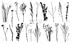 矢量,绘画插图,植物群,反差,农业,草坪,贺卡,背景分离,草,阴影