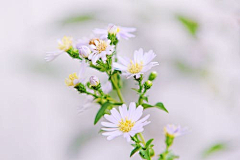 Mang_z采集到摄影-花卉