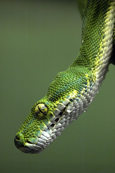 combronze-backed parrot snake2峰言风语采集到蛇影采集31.media.