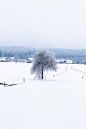 Winter Tree by Sebastjan Vodusek on 500px