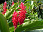 10 das mais belas flores do mundo – SoS Curiosidades : Com variadas cores, formas e feitios as flores embelezam e dão cor aos nossos jardins, à nossa vida e são sempre um presente acertado.