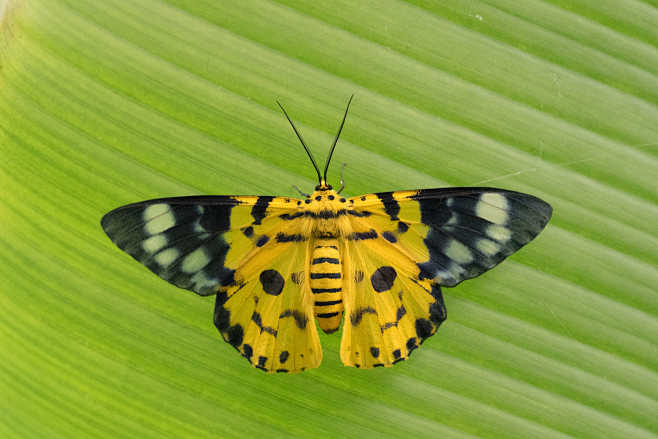 豹尺蛾dysphania militaris 鳞翅目尺蛾科豹尺蛾属