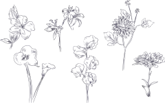 手绘素描花卉植物花朵元素铅笔画复古黑白