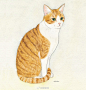 猫 (3)