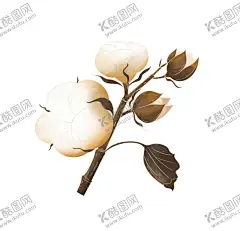 棉花手绘风元素 【酷图网】棉花插画,棉花树,棉花树矢量,棉花,手绘棉花,手绘棉花树,棉花素材,棉花广告,棉花海报,棉花元素