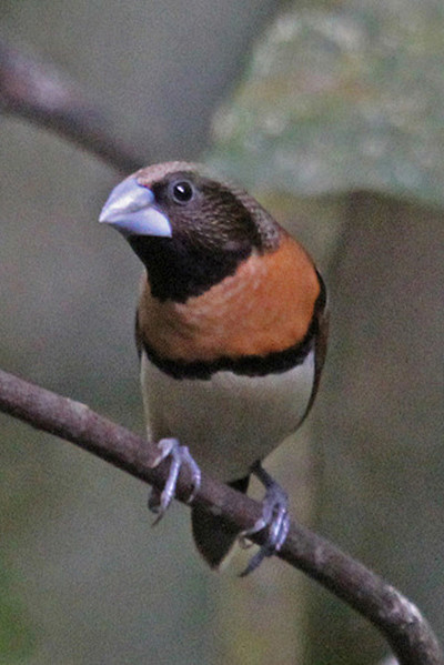 雀形目梅花雀科文鸟属高山文鸟