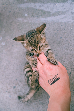 顺手牵阿羊采集到猫咪