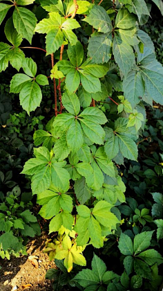 花卉-花瓣网|陪你做生活的设计师 | 五小叶掌状复叶