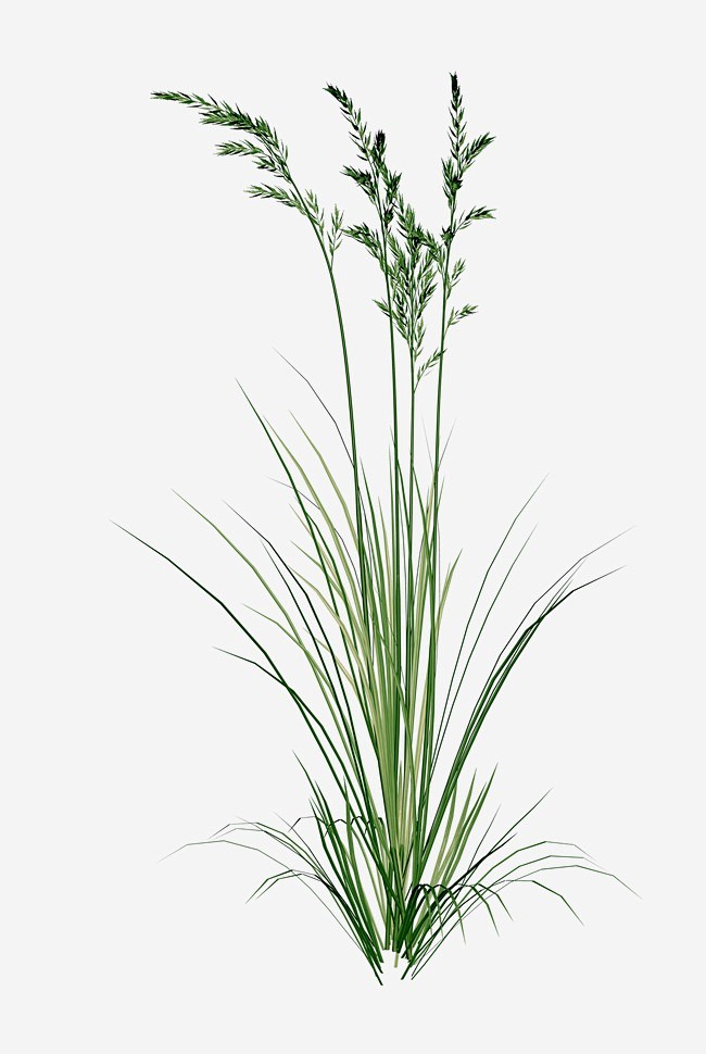 暗黑素材暗黑点缀草