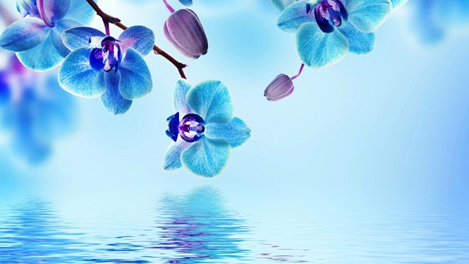 兰花，蓝色，水，反射，鲜花，漂亮，兰花桌...