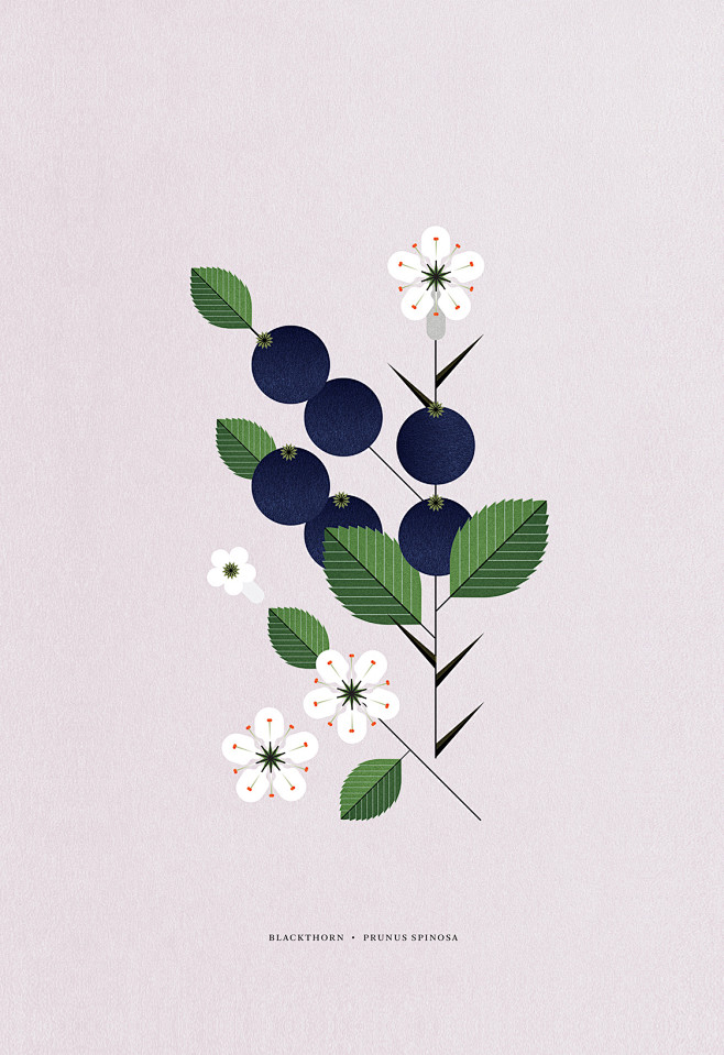 Blackthorn