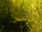 莫桑比克罗非鱼从密集的水生杂草(Oreochromis mossambicus)中脱颖而出