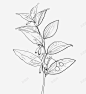植物线稿手绘中药植物1111 平面电商 创意素材
