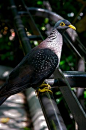 feathersandbeaks:  The African Olive Pigeon or Rameron Pigeon (Columba arquatrix) is a pigeon that is a resident breeding bird in much of eastern and southern Africa from Ethiopia to the Cape. There are also populations in western Angola, southwestern Sau