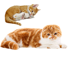 GragonCat采集到animal