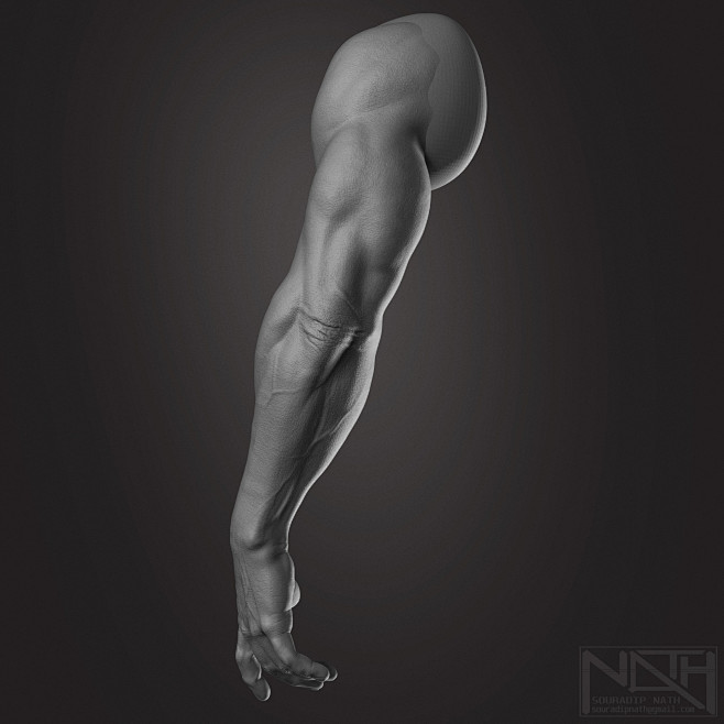 Anatomy - HUMAN ARM,...