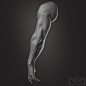 Anatomy - HUMAN ARM, , Souradipnath - CGSociety