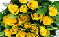 黄色玫瑰花图片素材