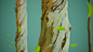 stylized eucalyptus bark风格化桉树皮