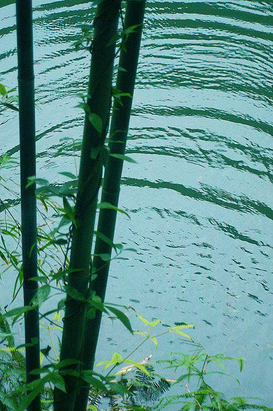 雨穿竹林清悠悠，风度竹声凉细细。
