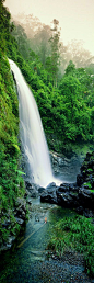 Cedar Falls, Dorrigo National Park, NSW: 