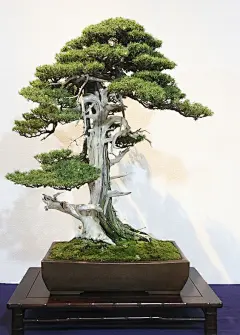 有大根的树素材-花瓣网