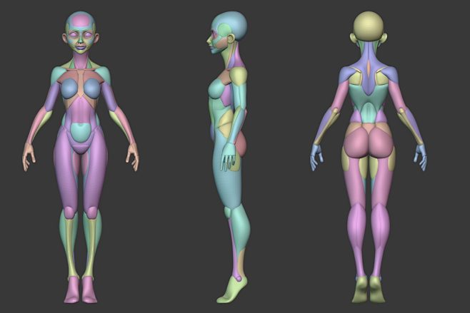 Stylized Female Anat...