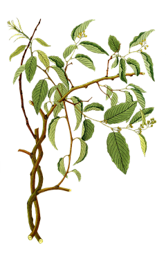 柒r采集到花png