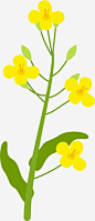 竖向黄色矢量油菜花png免抠素材_新图网 https://ixintu.com 黄色油菜花 卡通油菜花 矢量油菜 花朵 竖向 黄色