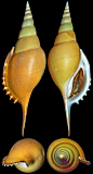Rostellariella martinii (Marrat, 1877)  -  C.Chen