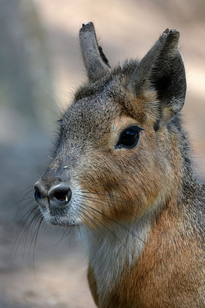 啮齿目豚鼠科长耳豚鼠属兔豚鼠