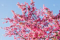 Ceiba speciosa 粉红色的花朵