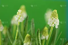 春天的花。Muscari白花。风信子白色的花与露珠在浅绿色的背景。精致的花绿白背景。