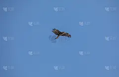 天空中飞翔的猎鹰