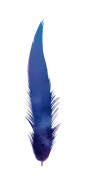 水彩渐变 羽毛图形 超高清 PNG免抠元素 feather28