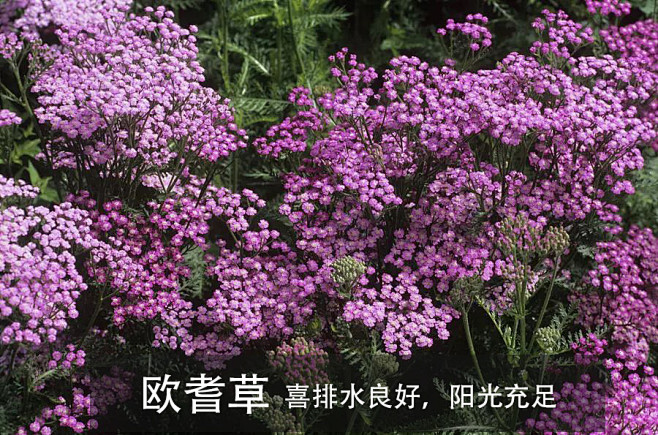 欧耆草