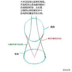 呆呆巫采集到【人体】结构-解剖