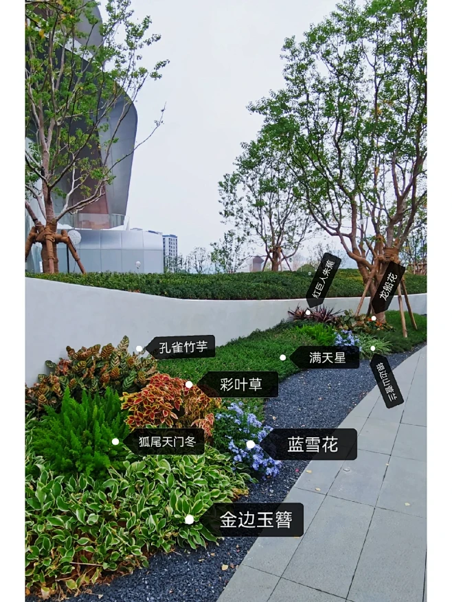 花境分享五|华南植物分享|植物搭配