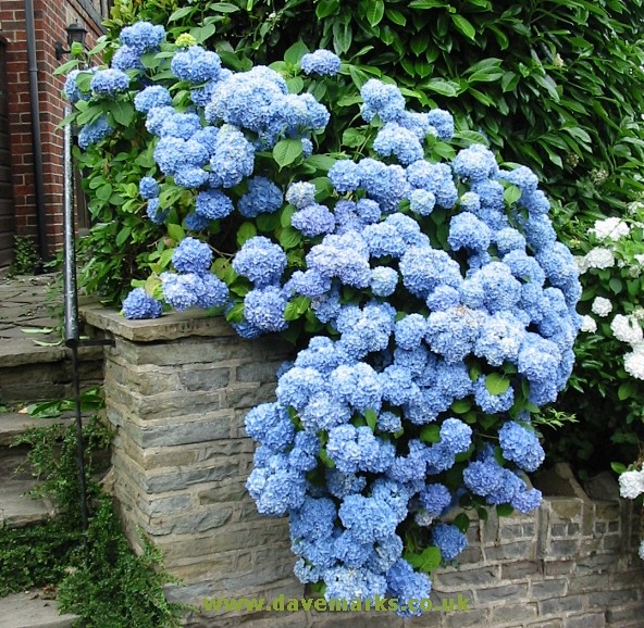 hydrangea - Google 搜...