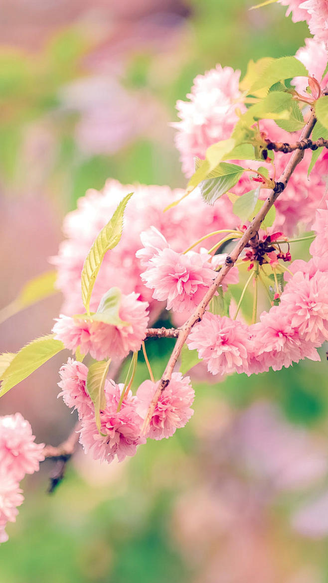 欧阳慕月从林汐07847转采于2019-07-06 08:29:07时光～森系花欧阳慕月