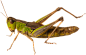 grasshopper_PNG13