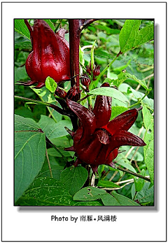 茉莉li采集到花草科