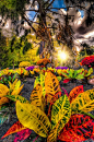 ~~ Sunset at the Botanical Gardens by dfikar1 ~~