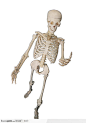 人体器官模型-张开双手的骨骼