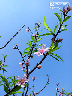 墨迹时景么么哒采集到花