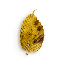 Super灬_Hero采集到PNG-特效-秋天植物