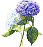 Hydrangea by @botanic_studio

Доброе утро, дорогие!
С вами на этой неделе @lanadanilova
И мы будем любоваться пышными шапками гортензий 
Приглашаю вас рисовать со мной эти чудесные цветы!
Лучшие работы мы опубликуем в нашем аккаунте
Отмечайте ваши работы 