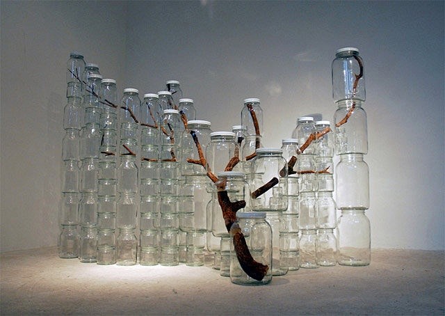 branch in glass jars
